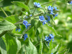 Pentaglottis sempervirensOverblijvende ossetong bestellen